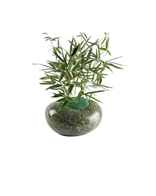 Planta de bambú en maceta de piedra verde, ideal para decoración de interiores y purificación del aire.