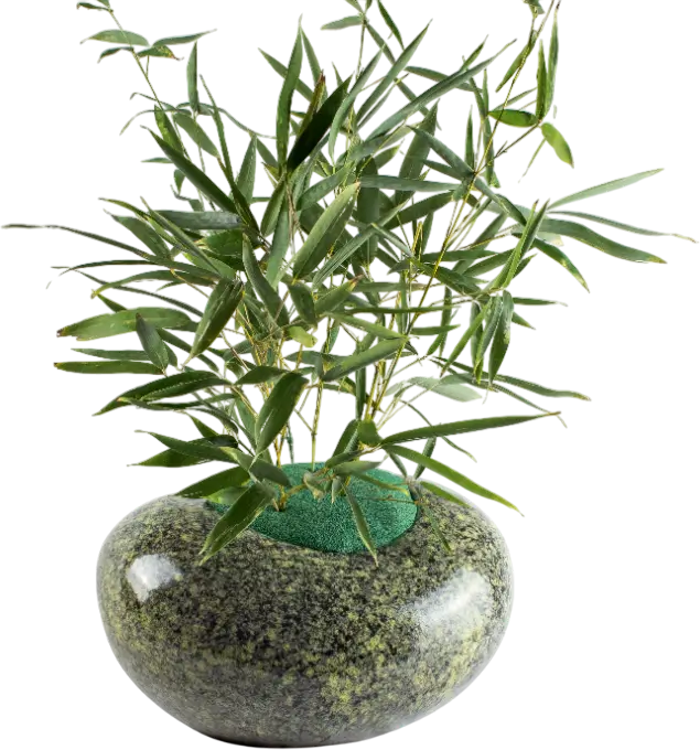 Planta de bambú en una maceta ovalada de piedra pulida, ideal para decoración de interiores y exteriores, aportando un toque natural y elegante.